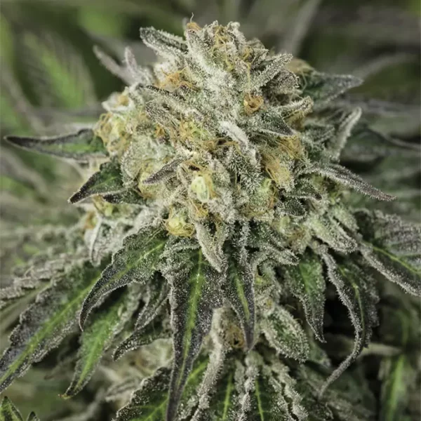 Amherst Sour Diesel cannabis flower