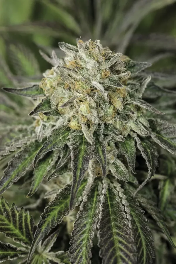 Amherst Sour Diesel cannabis flower